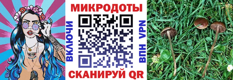 Галлюциногенные грибы Psilocybine cubensis  купить наркотики сайты  Пласт 